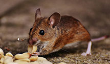24 Hour & Emergency Exterminators in Henderson, NV